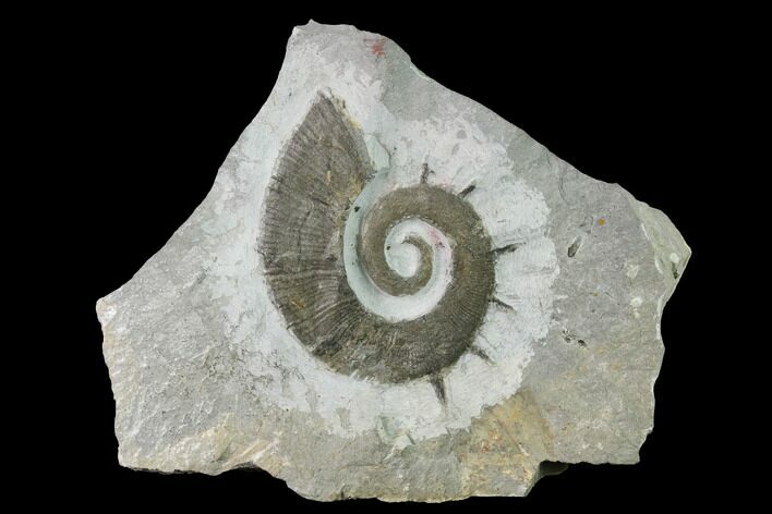 Cretaceous Ammonite (Crioceratites) Fossil - France #153151